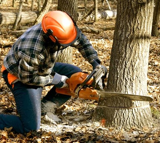Tree Removal in Brunswick, NE